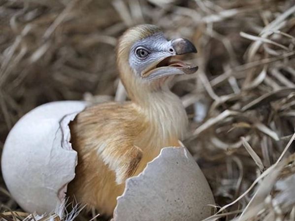 Chuyện sốc giới khoa học: Hồi sinh loài chim đã tuyệt chủng từ 3 thế kỷ trước! Giải mã phương pháp bí ẩn đằng sau!