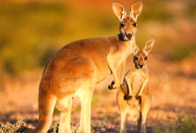 Khám phá loài động vật nào có IQ đỉnh cao, tự đào giếng để lấy nước