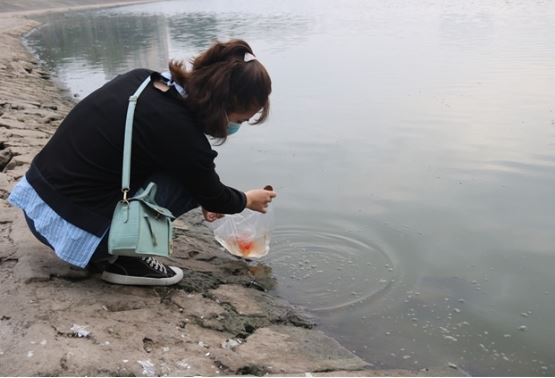 Cúng ông Công ông Táo không có cá chép được không? Sự thật về nghi thức thả cá nhiều người không biết