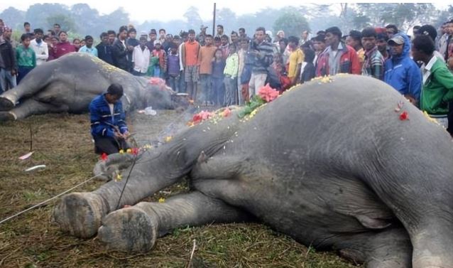 Bí mật đáng sợ sau khi voi già chết: Nếu con người chạm vào sẽ gây ra cảnh tượng kinh hoàng?