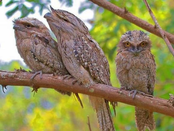 Top 10 loài chim quý hiếm với tên gọi và tiếng kêu độc lạ nhất Việt Nam: 'Bắt cô trói cột', 'khát nước'…