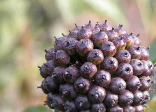 Loại cỏ dại mọc đầy trên núi: Hoa nở như kim cương, được ví như ‘nhân sâm’ không phải ai cũng biết