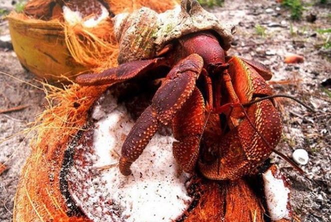 Loài cua là động vật chân đốt sống trên cạn lớn nhất thế giới : Có thể dài tới 1m, giá 6-7 triệu /kg