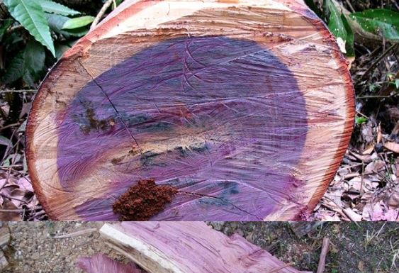 Loại gỗ quý hiếm với vẻ đẹp mê hoặc, có thể đổi màu và độ bền bậc nhất thế giới