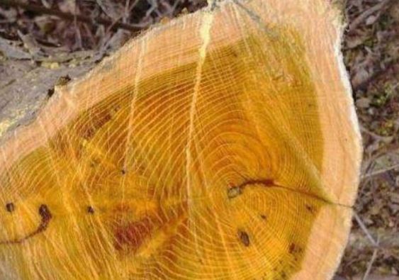 Loại gỗ hoàng đế quý hiếm không kém 'gỗ vàng 9.000 tỷ' nhưng nhiều người không biết, nông dân từng đốn làm củi