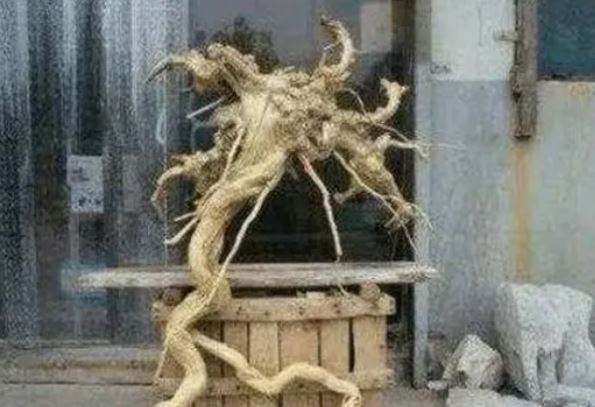 Lão nông đào được khúc gỗ kì dị, tưởng gỗ quý sắp phát tài nào ngờ con trai vừa thấy đã báo cảnh sát