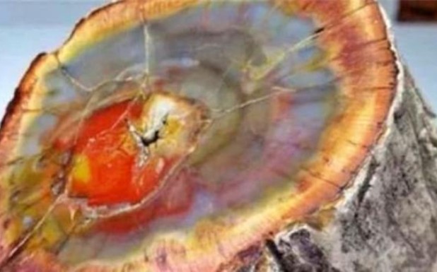 Việt Nam phát hiện loại gỗ quý hiếm bậc nhất thế giới, trị giá hơn 600 tỷ đồng, là gỗ gì?