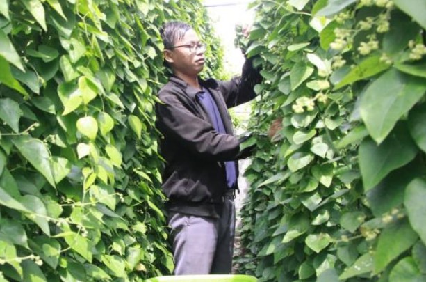 Ở Việt Nam có một loại lá 'vàng' cứ hái là ra tiền, nông dân kiếm 2 tỷ đồng/năm