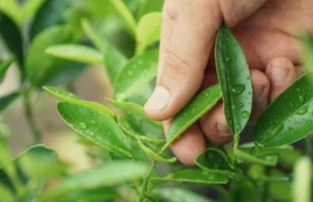 Loại lá quen thuộc ở Việt Nam 'xin là cho', không mất tiền mua, nhưng nước ngoài được bán với giá đắt đỏ gần 6,4 triệu