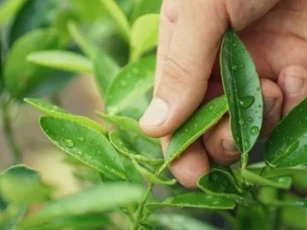 Loại lá quen thuộc ở Việt Nam 'xin là cho', không mất tiền mua, nhưng nước ngoài được bán với giá đắt đỏ gần 6,4 triệu