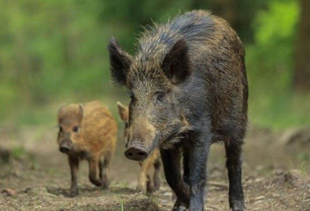 Tại sao lợn rừng bị nhiễm phóng xạ ở Fukushima không bị đột biến? Nghiên cứu di truyền tiết lộ những phát hiện bất ngờ