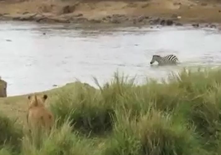 CLIP: Thấy đàn sư tử phục kích trên bờ, ngựa vằn có màn 'bẻ lái'  cực kỳ ngoạn mục