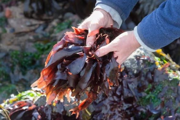 1 loài thực vật sống ở biển hàng nghìn năm trước dùng để 'chống đói', nay được bán 800.000 đồng/kg ở Việt Nam