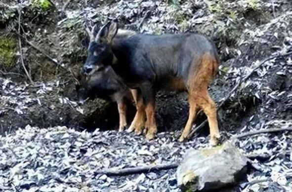 Loài 'sói đầu lừa' đã tuyệt chủng 500.000 năm bỗng xuất hiện, giới khoa học bàng hoàng khi giải mã được