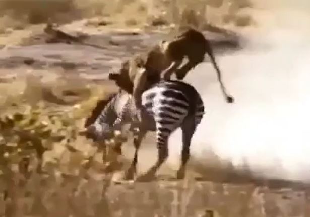 CLIP: Đi săn ngựa vằn, sư tử bị con mồi hành cho 'ra bã' nhưng cái kết mới gây chú ý