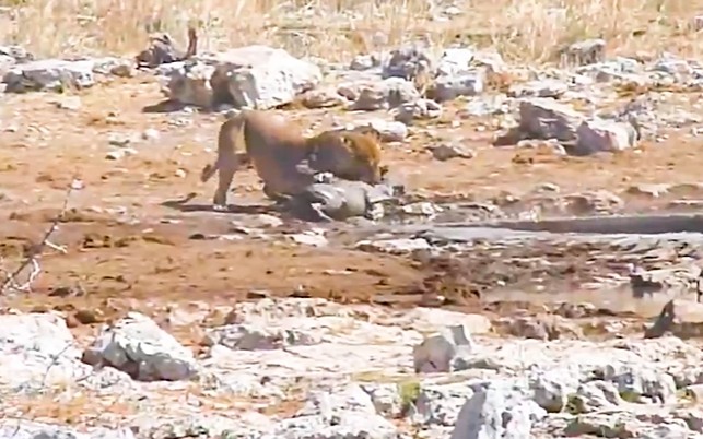 CLIP: Sư tử đực cướp bữa ăn của sư tử cái trong cuộc chiến khốc liệt