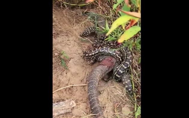 CLIP: Thằn lằn hung dữ đối đầu với trăn khổng lồ, gây kinh ngạc