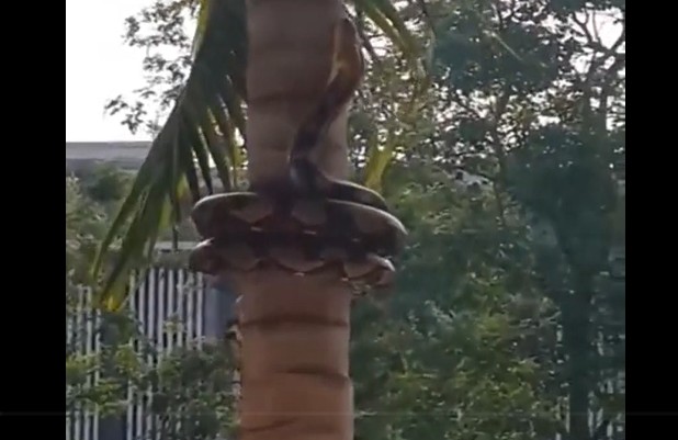 CLIP: Sửng sốt trước tài leo cây điêu luyện của trăn gấm Thái Lan