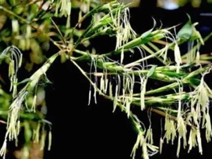 Như người ta thường nói: “Khi tre nở hoa, hãy di chuyển ngay lập tức”. Khi tre nở hoa đáng sợ thế nào?