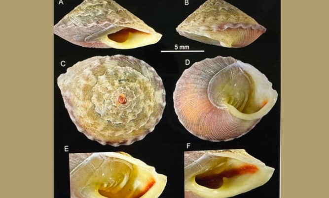 Phát hiện loài ốc bí ẩn, chưa từng thấy bên trong hang Sơn Đoòng