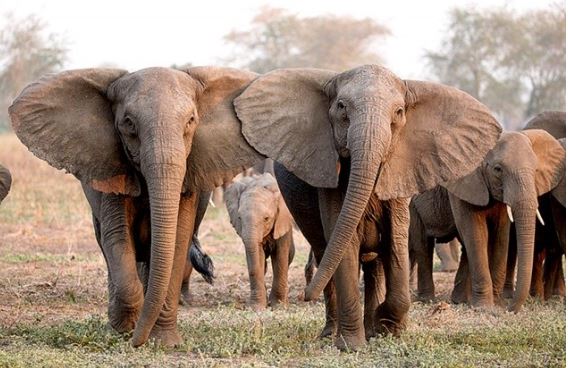 Loài động vật đầu tiên biết đặt tên cho nhau giống con người, sử dụng ngôn ngữ riêng để gọi nhau