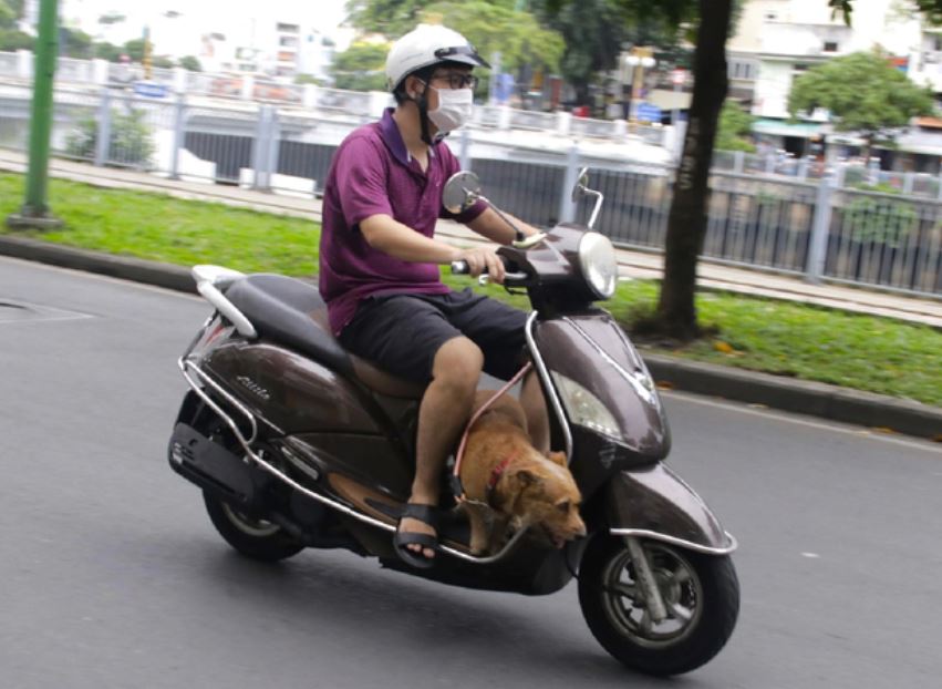 Đi xe máy chở 'thú cưng', tài xế có thể bị phạt số tiền lớn