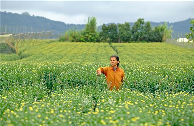 Làng hoa tất bật chuẩn bị cho cao điểm thu hoạch vụ Tết