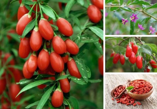 Loại hạt 'kim cương đỏ', Việt Nam trồng nhiều: Là ‘đồ ăn siêu cấp’, bán đắt gấp 10 lần ở trời Tây