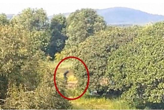 Giải mã về sinh vật bí ẩn cao 8m xuất hiện tại rừng rậm Nam Mỹ, từng bị nghi là người ngoài hành tinh