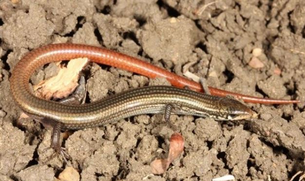 Loài thằn lằn giống rắn hồi sinh kì diệu sau 40 năm bị tuyệt chủng khiến các nhà khoa học kinh ngạc