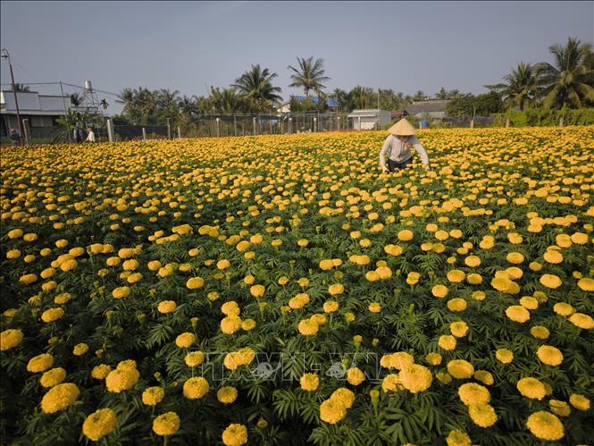 'Vương quốc hoa kiểng' nhộn nhịp ngày cận Tết