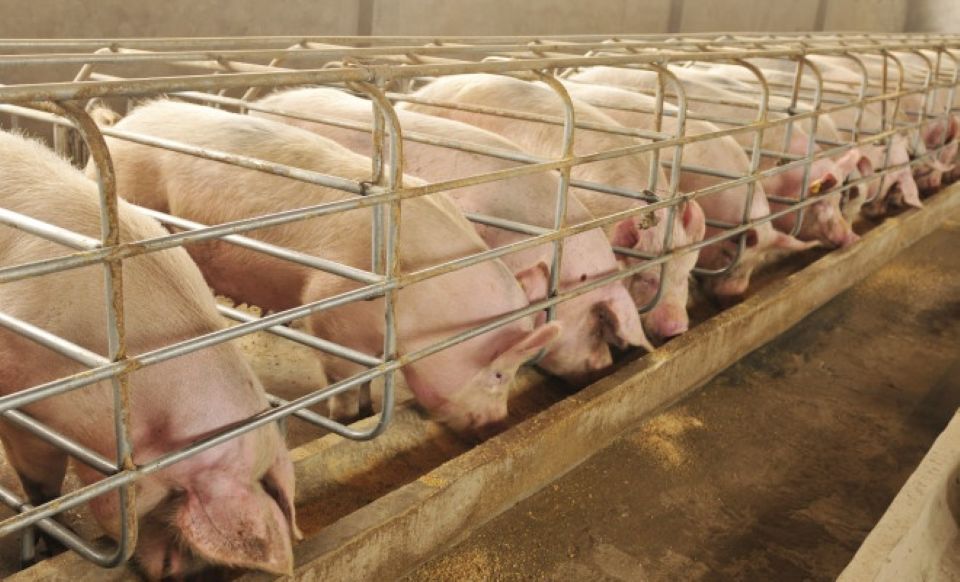 Giá heo hơi ngày 23/1/2025: Ổn định trên toàn quốc dịp cận Tết 