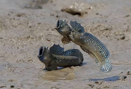 Bí mật về loài cá hiếm hoi biết đi trên cạn, leo trèo trên cây được mệnh danh ‘kì lạ nhất hành tinh’