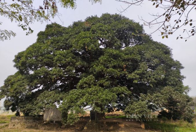 Cây trôi cổ thụ gần 800 tuổi được công nhận là cây di sản Việt Nam: Tán cây rộng 1.000m2, 4 người ôm không hết