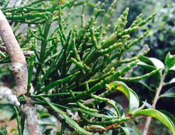 Loại cây quý sống ‘kí sinh’ trên cây cổ thụ trong rừng sâu: Hình dáng giống chân cua, giá 66 triệu/kg