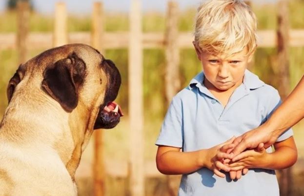 Tiết lộ bí ẩn gây 'sốc' về những loài động vật có thể ngửi thấy mùi sợ hãi ở con người