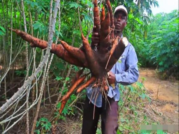 Sắn có chứa chất độc nhưng người dân châu Phi vẫn trồng với số lượng rất lớn, không sợ ngộ độc vì ăn sắn hàng ngày sao?