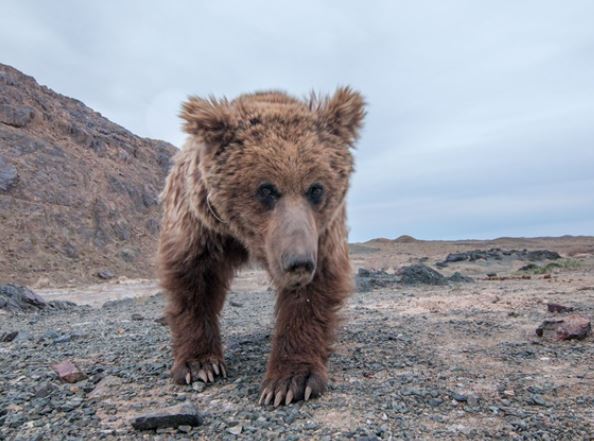 Loài thú quý hiếm nhất hành tinh có trong ‘Sách đỏ’ đang trên bờ vực tuyệt chủng, cả thế giới chỉ còn 36 con
