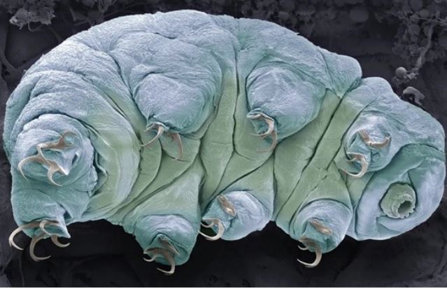 Gấu nước là gì mà gần như không thể tiêu diệt kể cả đốt cháy, đóng băng ở nhiệt độ âm 200 độ