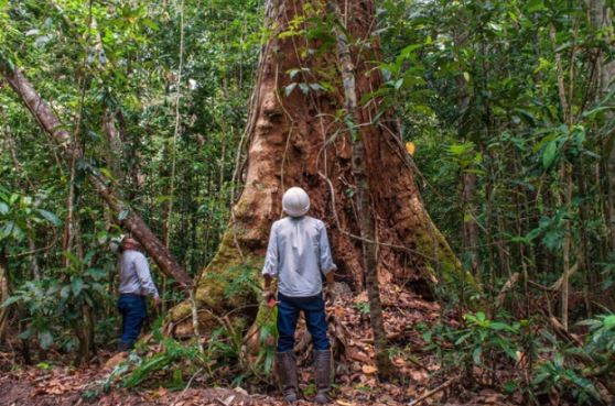 Loại gỗ quý hiếm hơn cả gỗ sưa, 96% nguồn cung từ Brazil, nguy cơ tận diệt vì bị 'mafia' truy lùng ráo riết