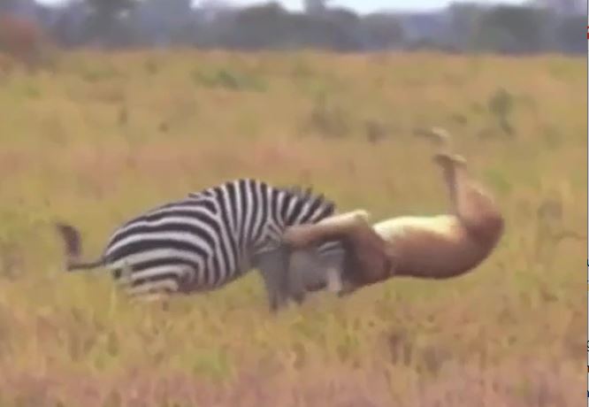 CLIP: Vừa thoát khỏi hàm răng sắc nhọn của cá sấu, ngựa vằn lại gặp phải bầy sư tử vài cái kết