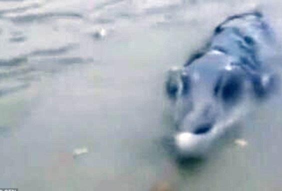 Đi câu cá, người đàn ông ‘sốc’ khi thấy ‘thủy quái’ hình thù kì dị, người dân địa phương cũng không hề biết