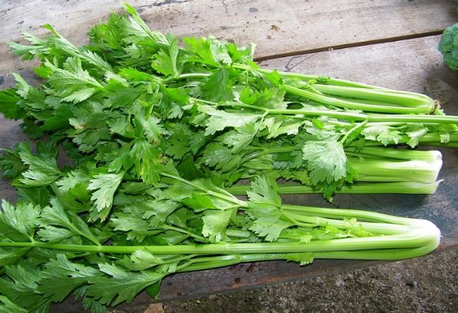 Loại rau được ví như 'thần dược' ở Việt Nam: Giá 1 kg bằng một bát phở, lợi ích tuyệt vời không phải ai cũng biết