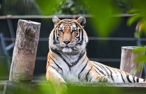 3 con giáp khổ trước sướng sau, càng già càng giàu có, lộc lá rải khắp nhà