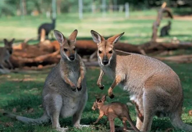 Đây là loài động vật nhảy giỏi nhất thế giới nhưng không thể đi lùi, tên gọi có ý nghĩa đặc biệt