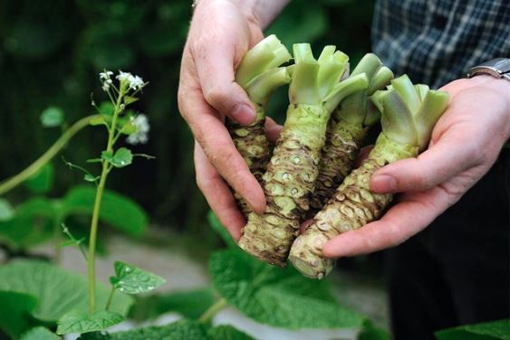 Loại củ làm gia vị đắt đỏ nhất thế giới được trồng tại Việt Nam: 2 năm mới được thu hoạch, giá 6 triệu/kg