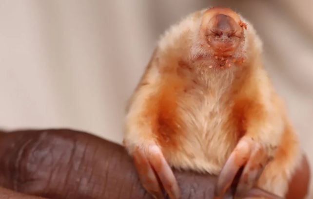 Hình ảnh về loài chuột chũi mù hiếm gặp ở Australia