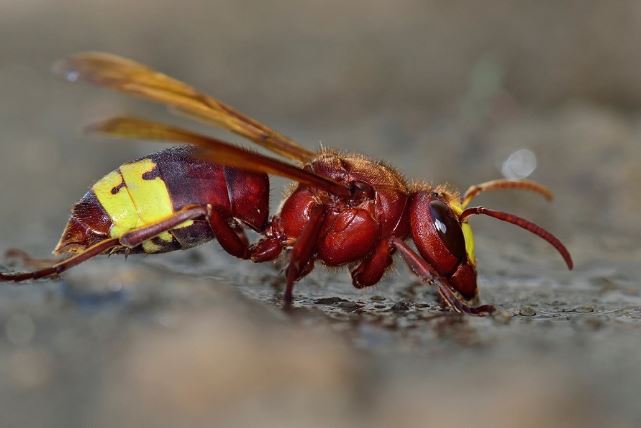 Phát hiện loài vật có 'tửu lượng' mạnh nhất thế giới