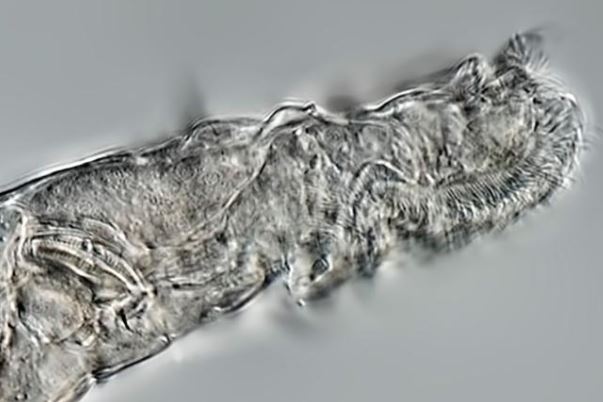 Hồi sinh loài vật bị đóng băng 24.000 năm ở Bắc Cực