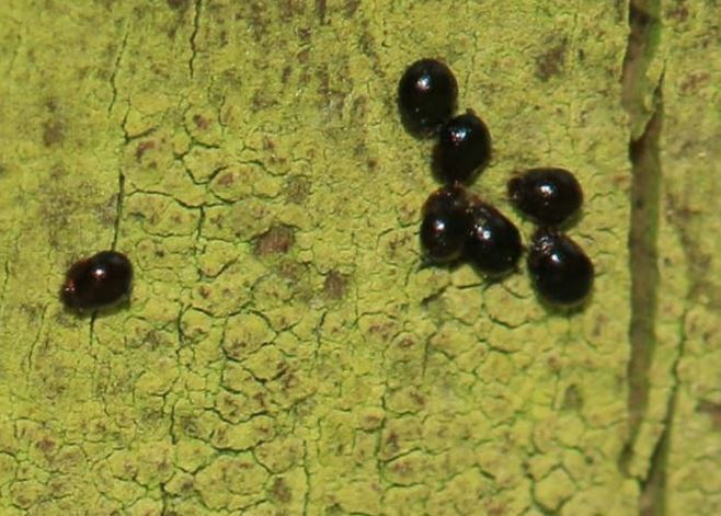 Động vật khỏe nhất thế giới có thể nâng bổng thứ nặng gấp 1.100 lần cơ thể 